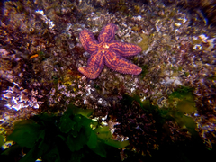 Uniophora granifera