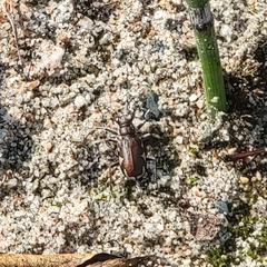 Cicindela scutellaris