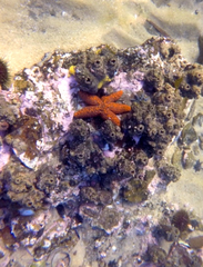 Uniophora granifera