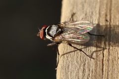 Anthomyia