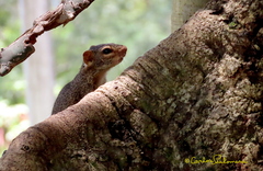 Notocitellus annulatus