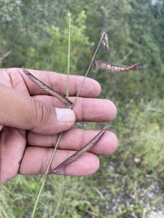 Bouteloua barbata