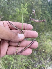 Bouteloua barbata