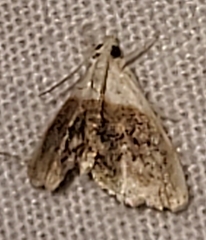 Lipocosmodes fuliginosalis