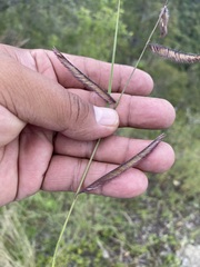Bouteloua barbata