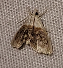 Lipocosmodes fuliginosalis