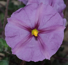 Lycianthes peduncularis