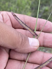 Bouteloua barbata
