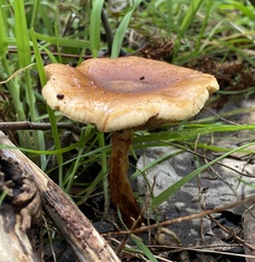 Pholiota communis