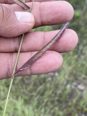 Bouteloua barbata