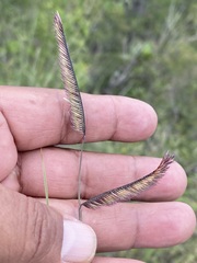 Bouteloua barbata