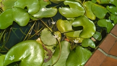Nymphoides indica