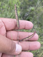 Bouteloua barbata