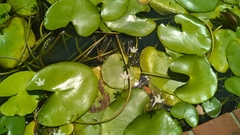 Nymphoides indica