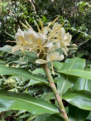 Hedychium flavescens