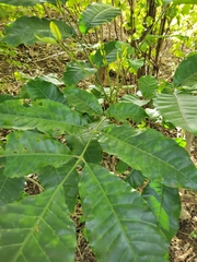 Dysoxylum spectabile