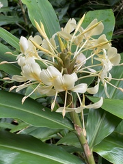 Hedychium flavescens