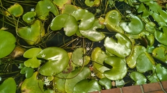 Nymphoides indica