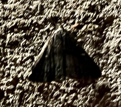 Tetanolita mynesalis