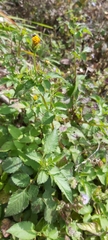 Bidens pilosa