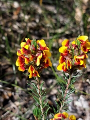 Dillwynia elegans