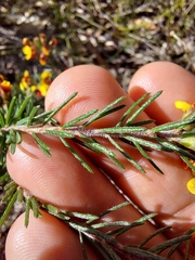 Dillwynia elegans