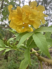 Tecoma stans