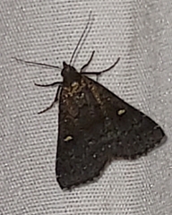 Tetanolita mynesalis