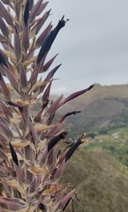 Puya