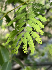 Lysiloma divaricatum