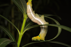 Daphnis nerii
