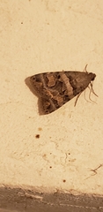 Melipotini