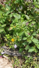 Bidens pilosa