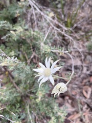 Actinotus helianthi