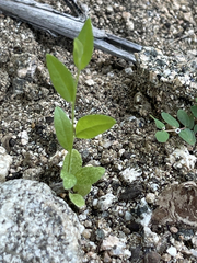 Evolvulus alsinoides