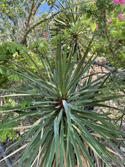 Yucca capensis