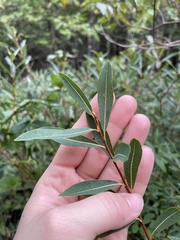 Salix pedicellaris