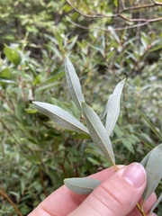 Salix pedicellaris