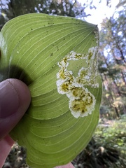Parallelomma vittatum