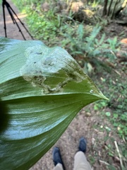 Parallelomma vittatum