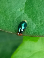 Celyphidae