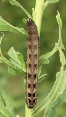 Spodoptera dolichos