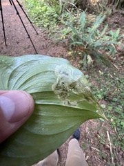 Parallelomma vittatum