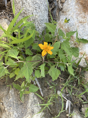 Sclerocarpus divaricatus