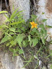 Sclerocarpus divaricatus