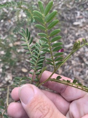 Tephrosia brachyodon