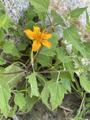 Sclerocarpus divaricatus