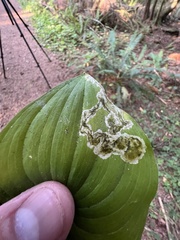 Parallelomma vittatum