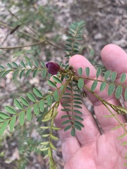 Tephrosia brachyodon