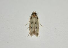 Proterospastis merdella